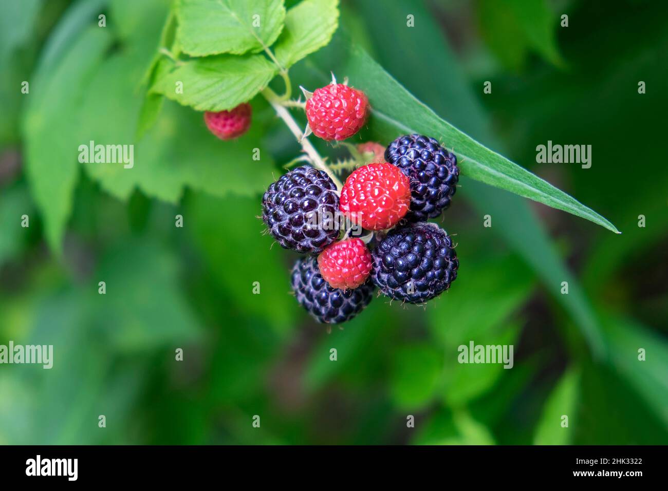 Framboises noires, États-Unis Banque D'Images