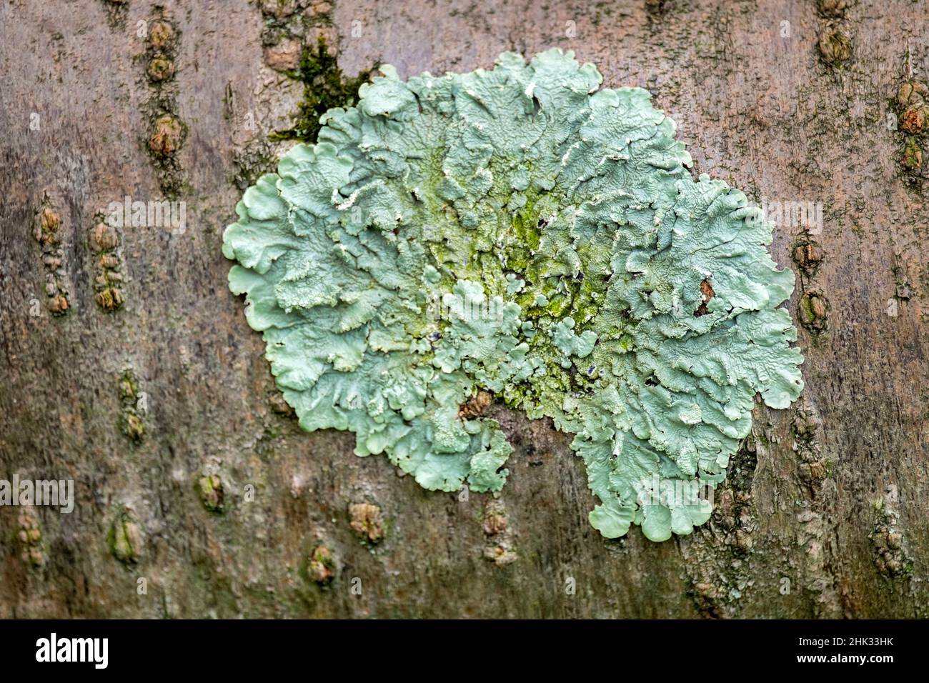 Lichen vert sur tronc d'arbre, États-Unis Banque D'Images