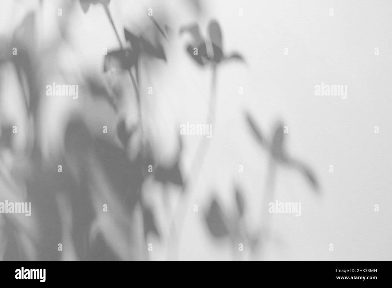 L'ombre d'une plante sur le mur.Ombre floue d'une branche de fleurs tropicales sur un mur blanc ensoleillé par temps clair.Arrière-plan de l'effet de superposition.Photo de haute qualité Banque D'Images