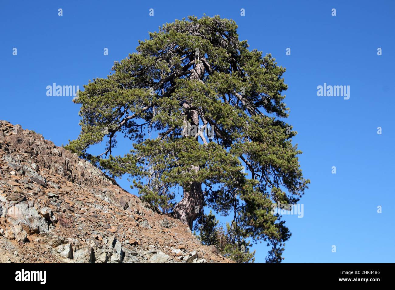 Arbre ancien sur une colline dans les montagnes Troodos, Chypre Banque D'Images