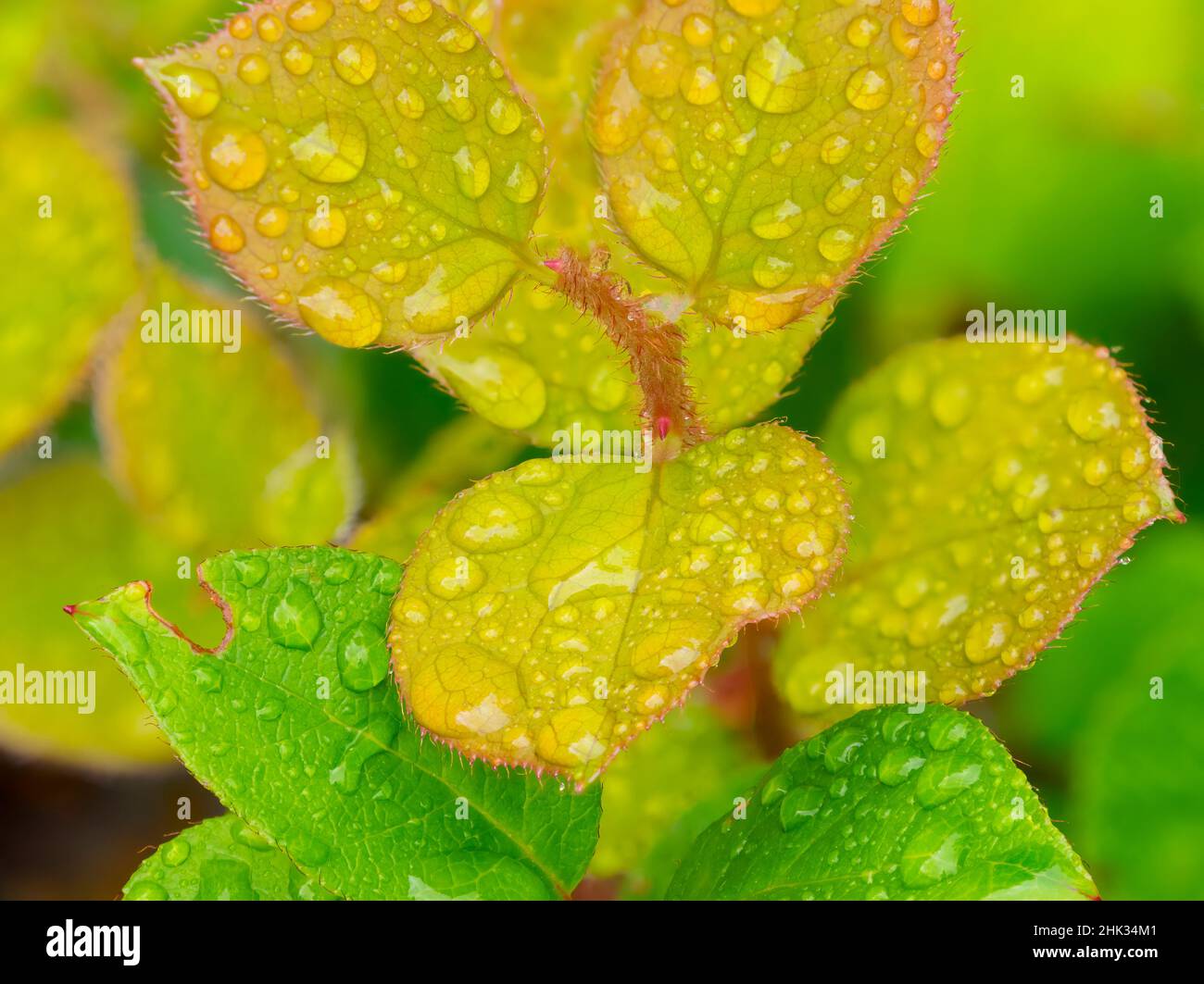 L'eau tombe sur les feuilles de salal Banque D'Images
