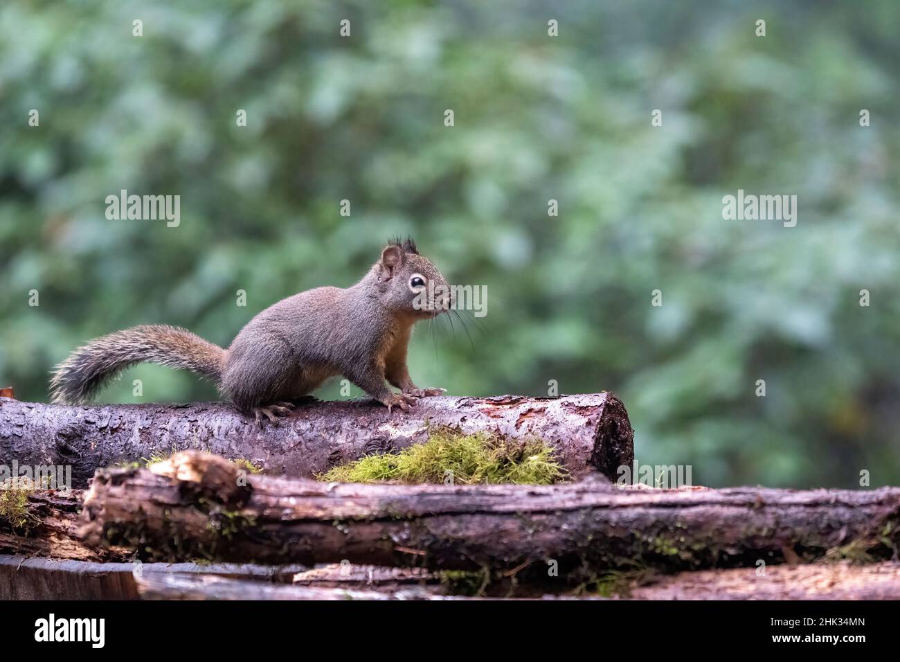 Douglas Squirrel debout sur une bûche. Banque D'Images