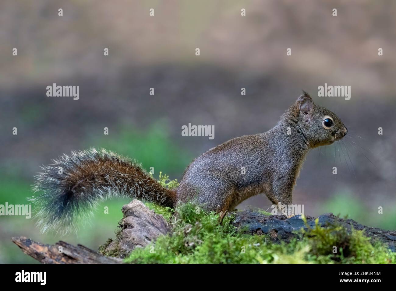 Squirrel Douglas prudent sur une bûche recouverte de mousse. Banque D'Images