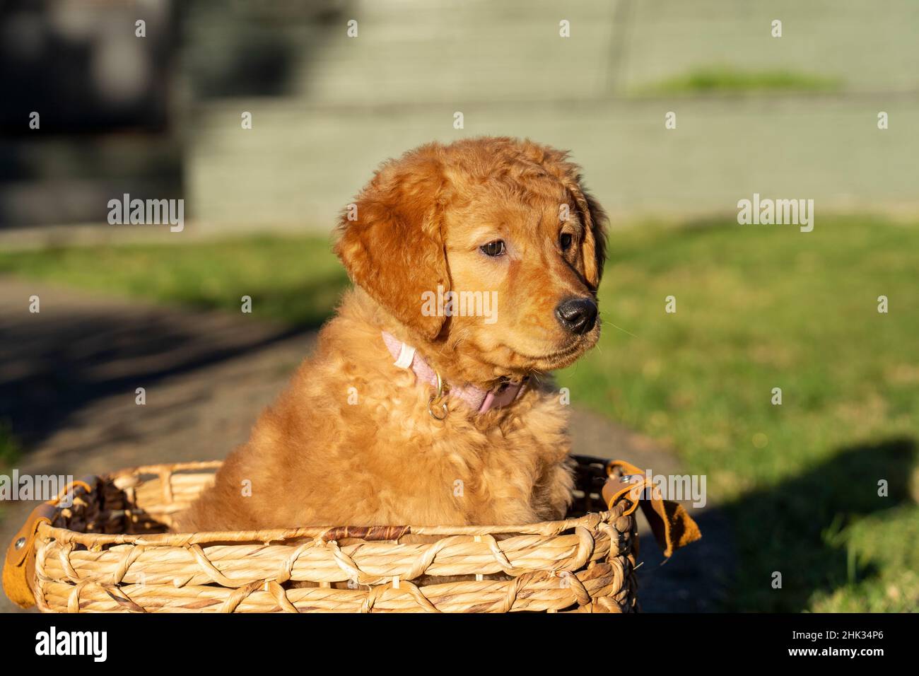 Chiot Red Golden Retriever de dix semaines assis dans un panier.(PR) Banque D'Images