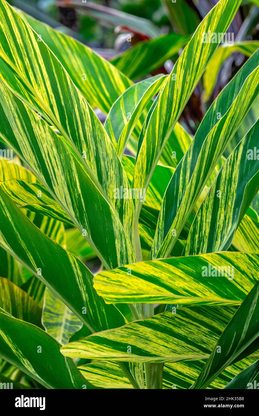 Plante de gingembre de coquillages Banque D'Images