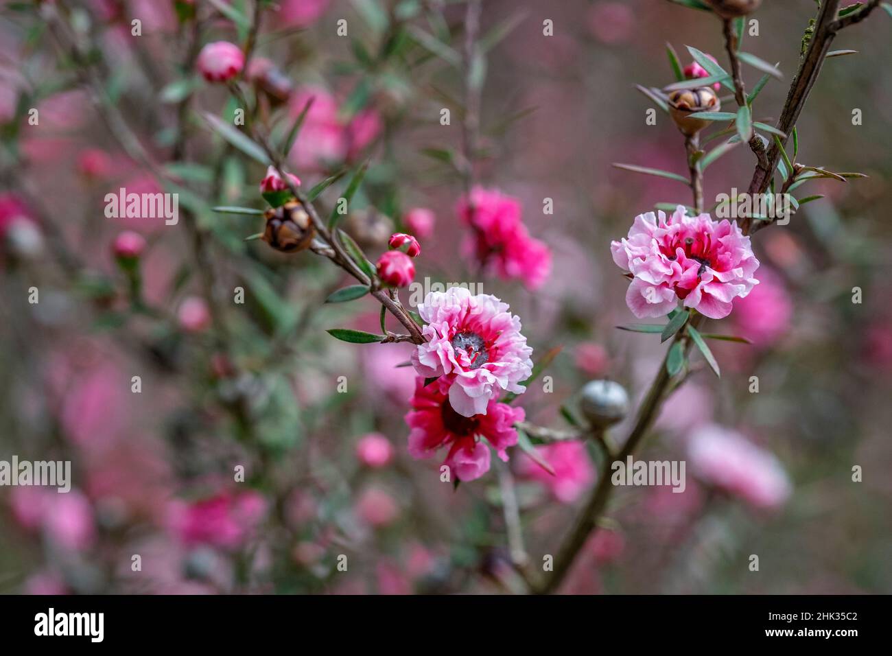 Fleur d'arbre de thé Banque D'Images