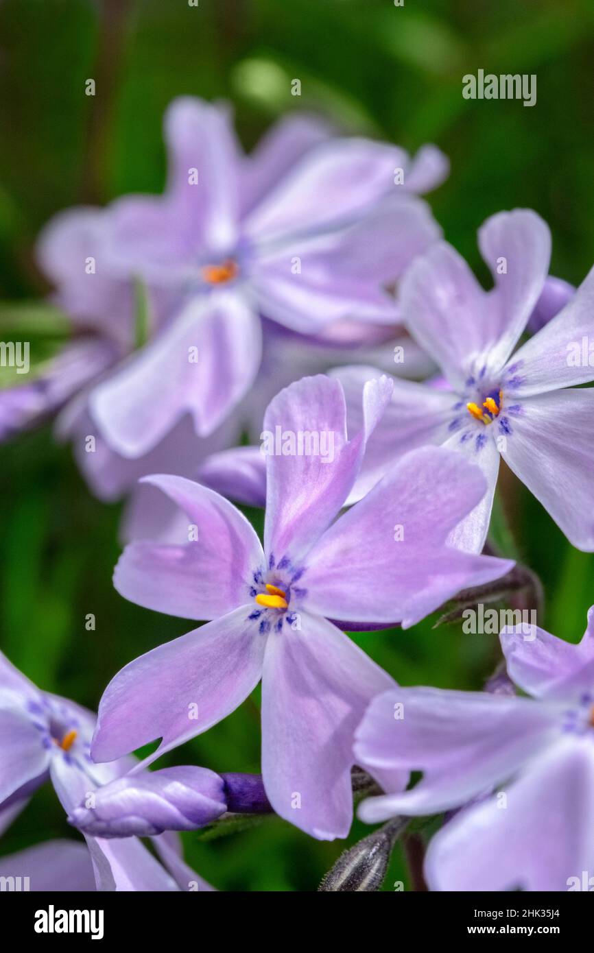 Phlox rampant Banque D'Images