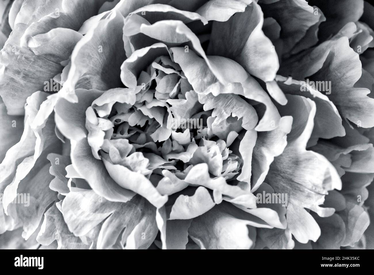 Pivoine blanche et noire Banque D'Images