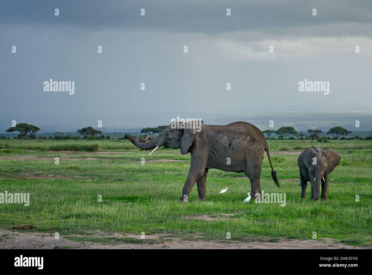 Éléphant de Bush africain - Loxodonta africana, membre emblématique des cinq grands Africains, Amboseli, Kenya. Banque D'Images