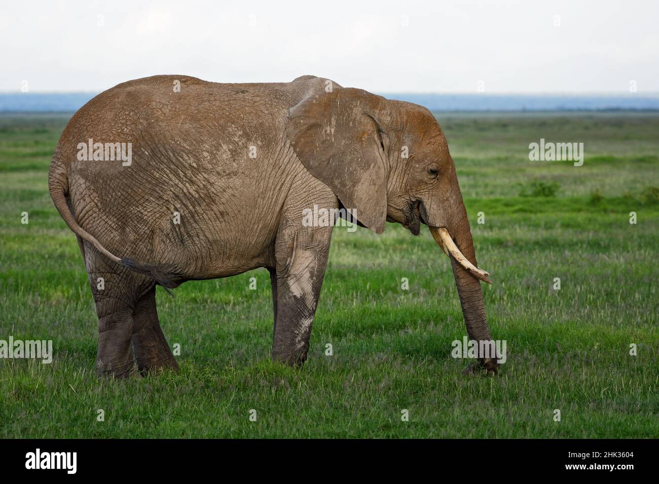 Éléphant de Bush africain - Loxodonta africana, membre emblématique des cinq grands Africains, Amboseli, Kenya. Banque D'Images