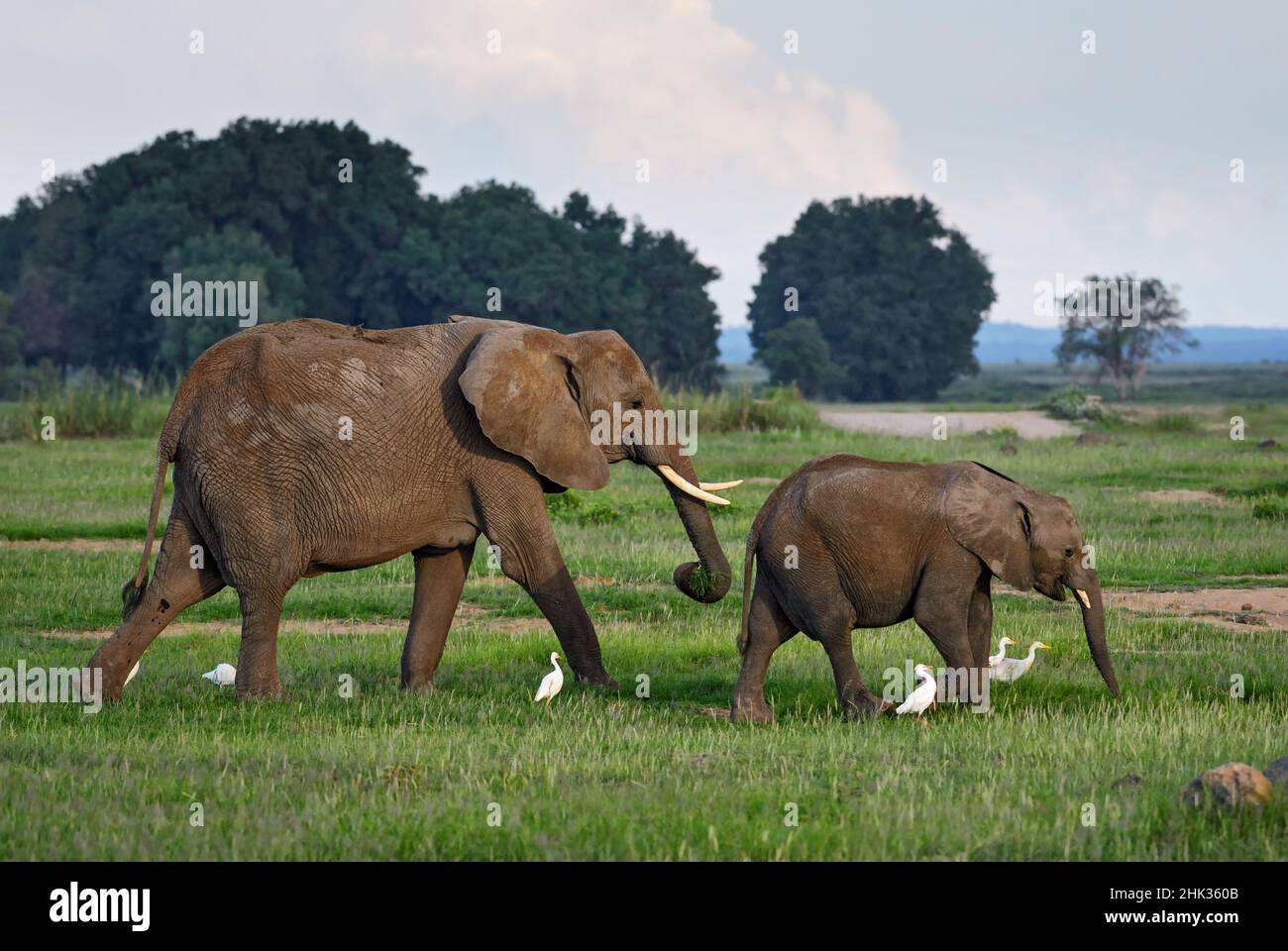 Éléphant de Bush africain - Loxodonta africana, membre emblématique des cinq grands Africains, Amboseli, Kenya. Banque D'Images