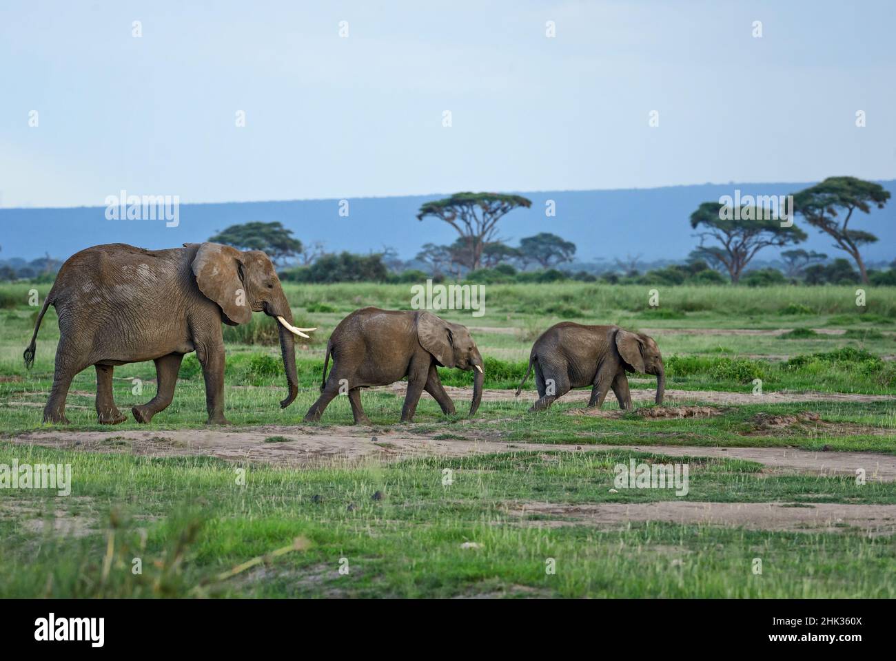 Éléphant de Bush africain - Loxodonta africana, membre emblématique des cinq grands Africains, Amboseli, Kenya. Banque D'Images