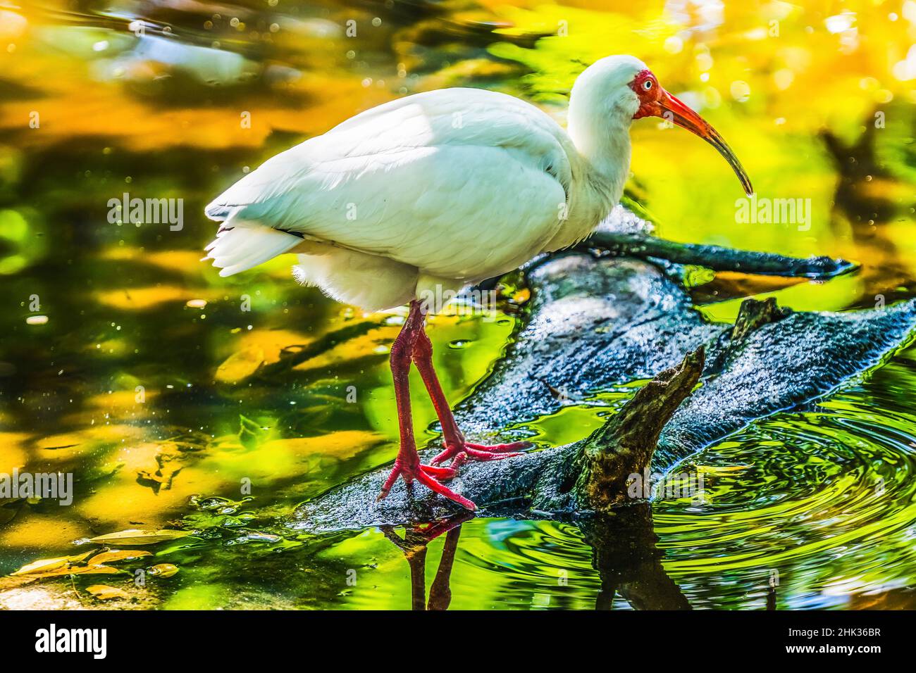 Coloré américain blanc Ibis pêche, Floride. Banque D'Images