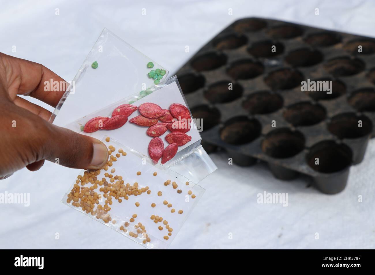 Des paquets de graines de Pumpkin ainsi que des graines de Brinjal et des graines de capsicum sont maintenus en main avec le plateau de semis en arrière-plan. Concept de jardin à la maison Banque D'Images