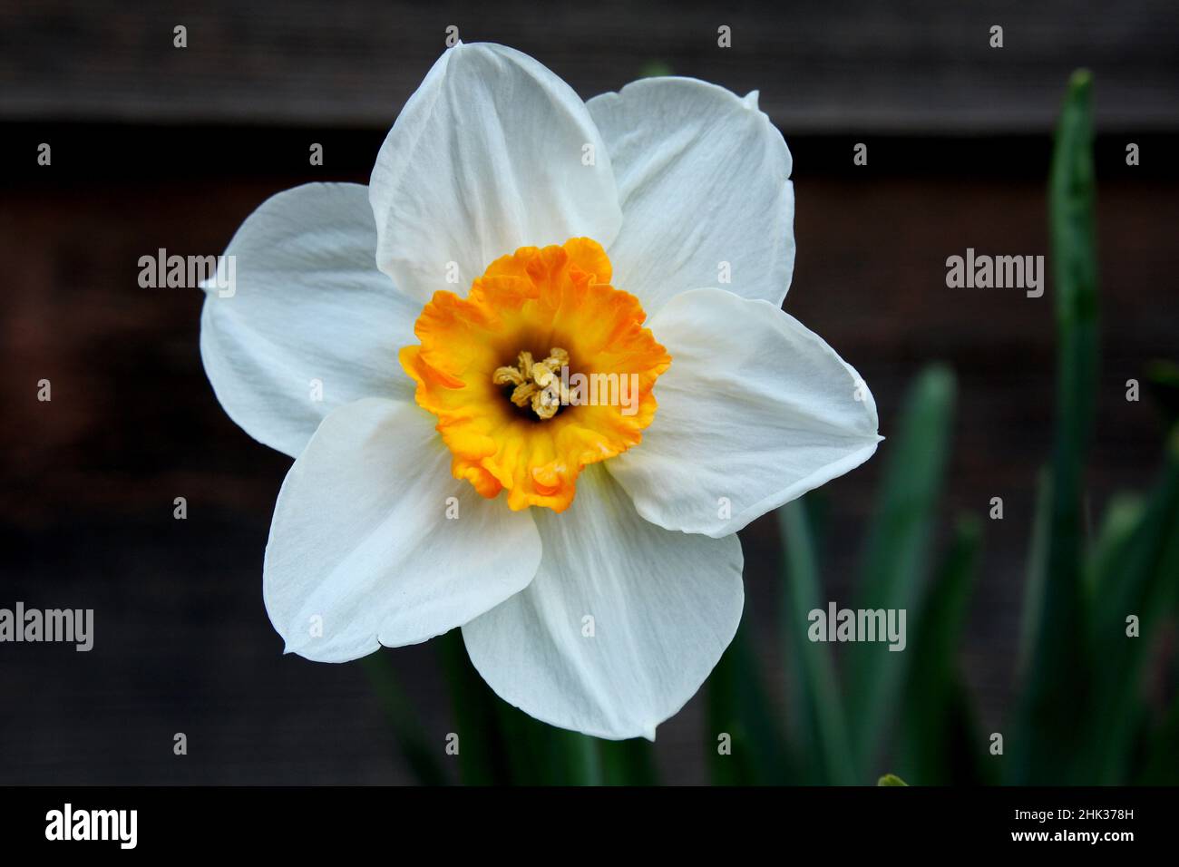 Jonquille blanche avec une trompette orange au printemps Photo Stock - Alamy