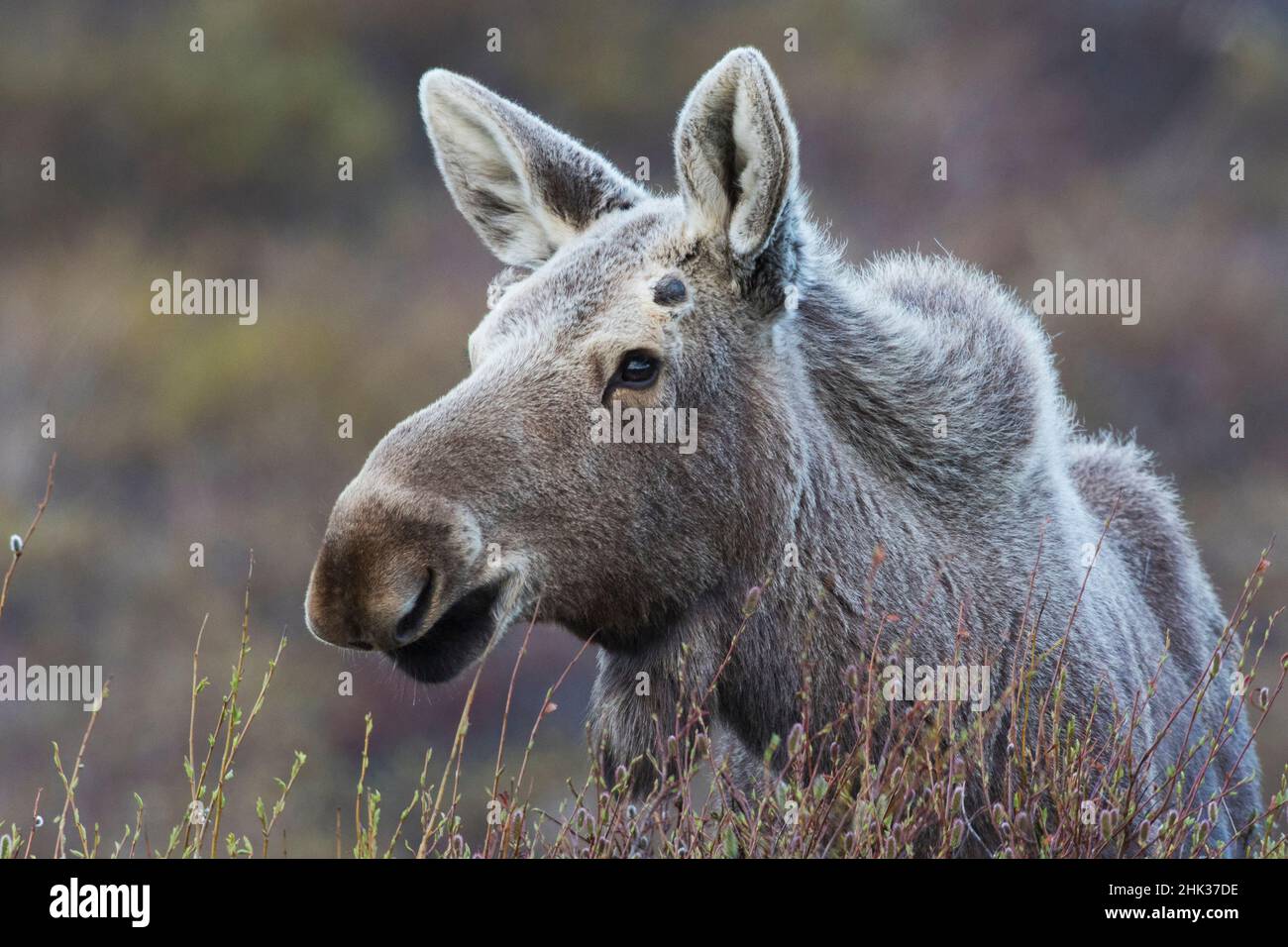 Orignal de l'Alaska, jeune taureau Banque D'Images