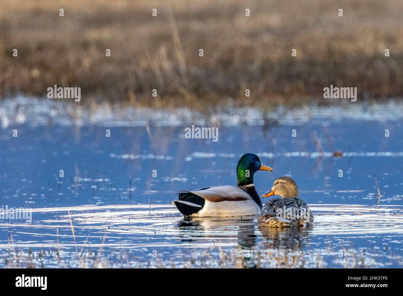 Paire de canards colverts reproducteurs à Whitefish, Montana, États-Unis Banque D'Images