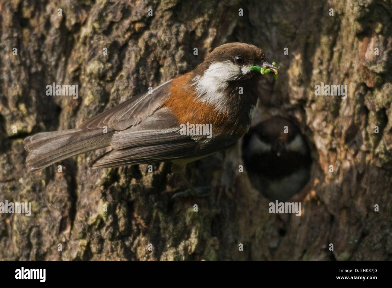 Chichadee à dos de châtaignier dans la cavité du nid avec la nourriture. Banque D'Images