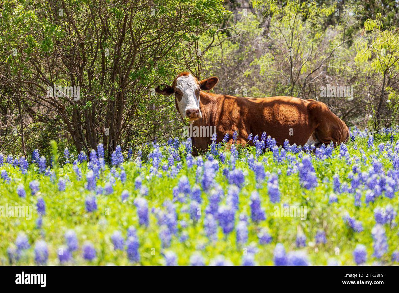 Johnson City, Texas, États-Unis.Vache dans bluebonnet fleurs sauvages dans le Texas Hill Country. Banque D'Images