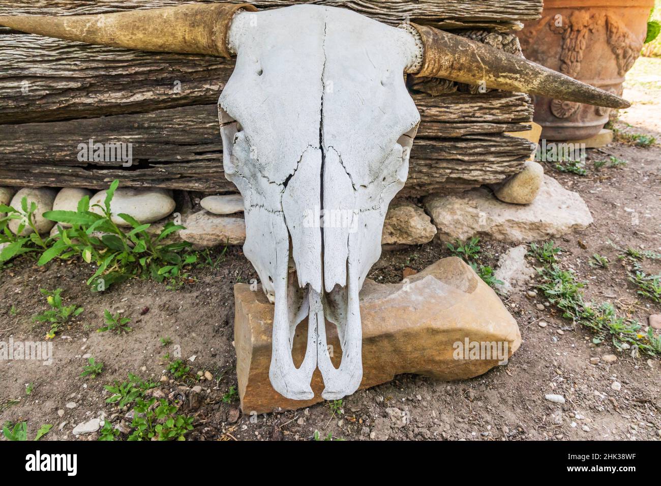 Castroville, Texas, États-Unis.Crâne de vache appuyé contre un bâtiment historique dans le Texas Hill Country. Banque D'Images