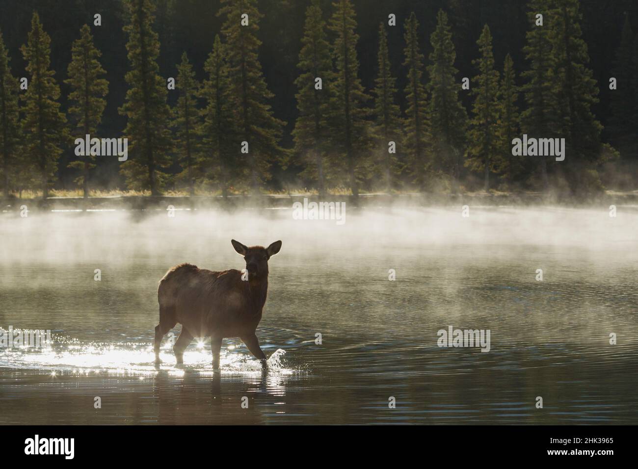 Vache Elk, promenade matinale dans l'eau Banque D'Images