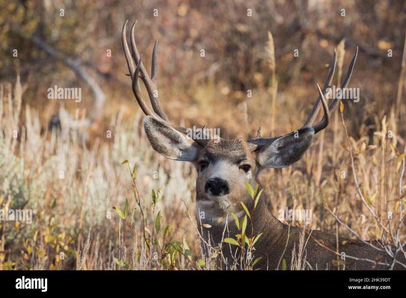 Mule Deer Buck, gros plan portrait d'automne Banque D'Images