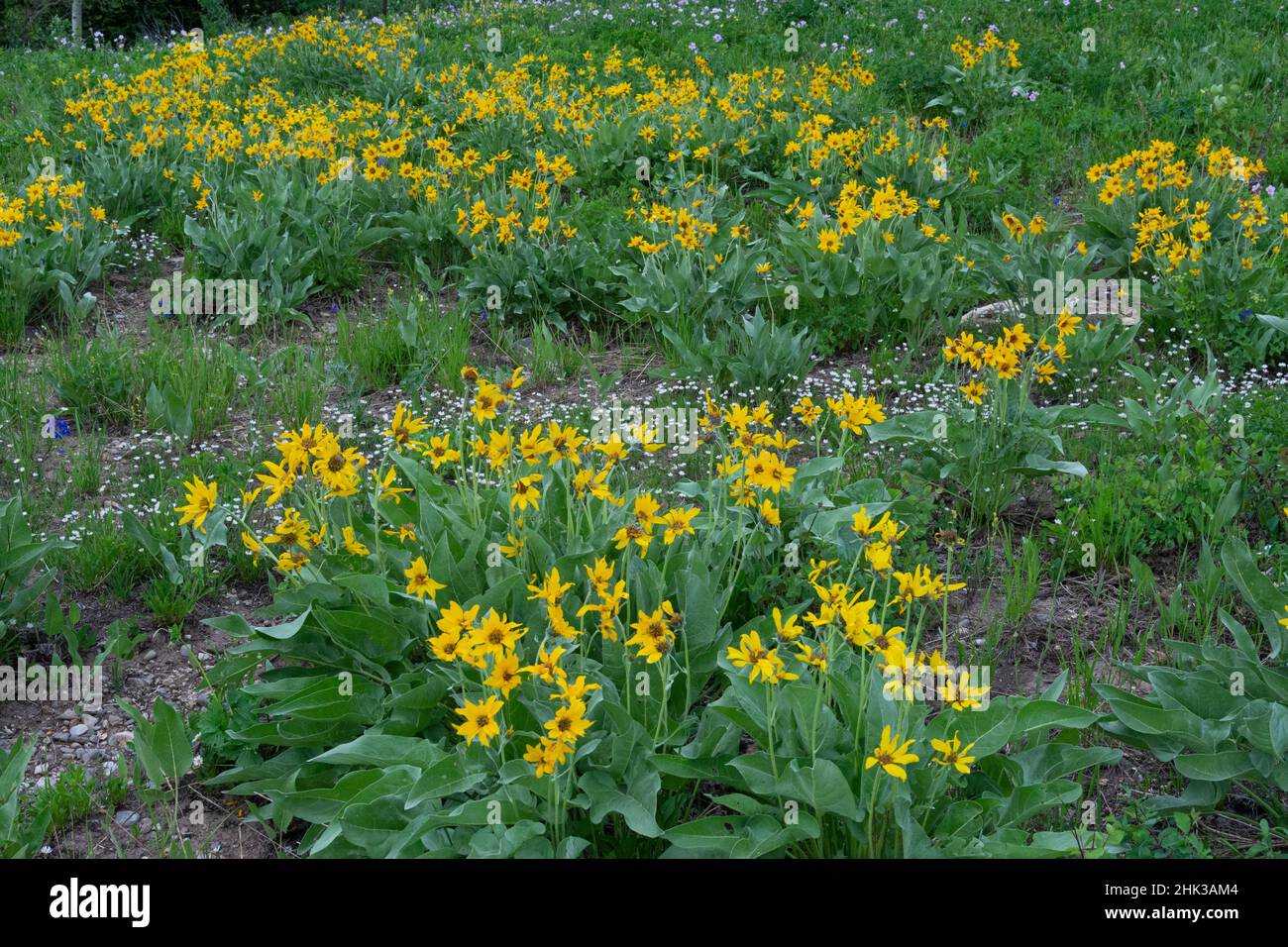 États-Unis, Wyoming.Balsamroot à feuilles d'arrowleaf et fleur de Pasque de l'Ouest, montagnes Teton Banque D'Images