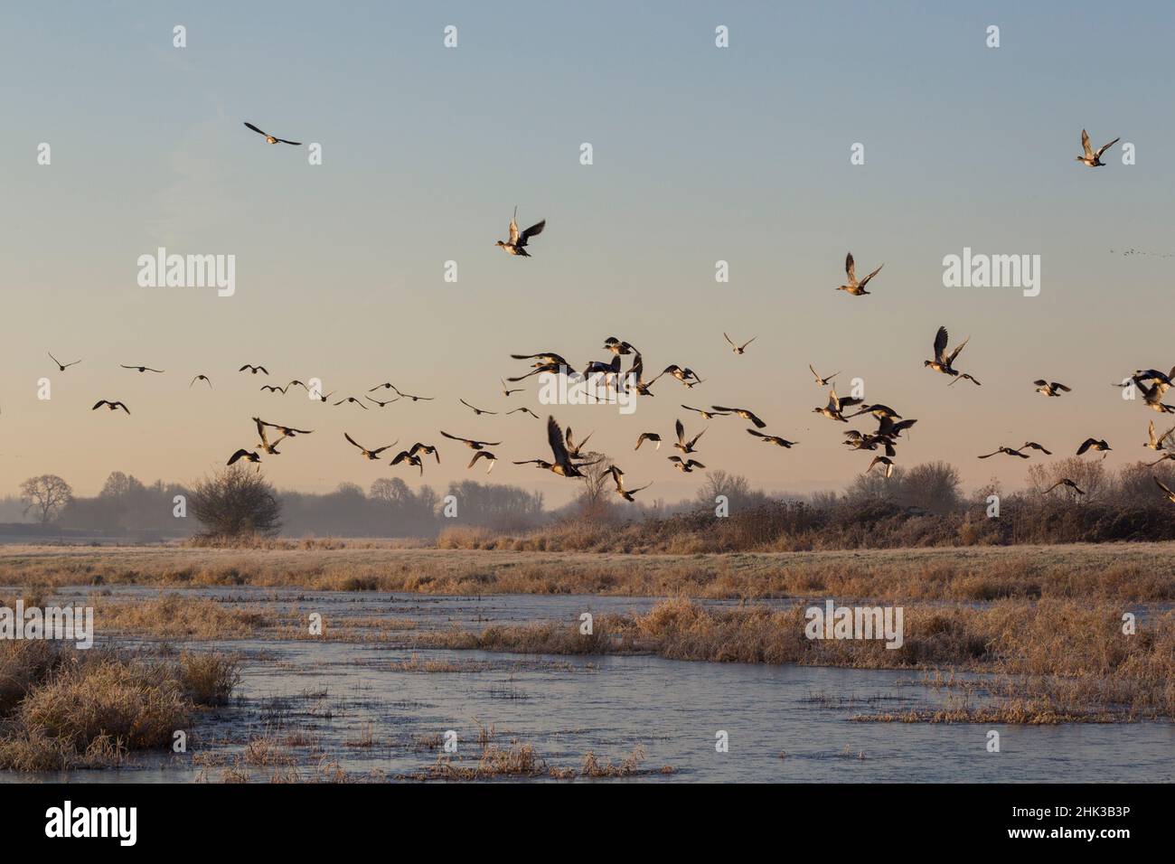 Troupeau de canards taking flight Banque D'Images