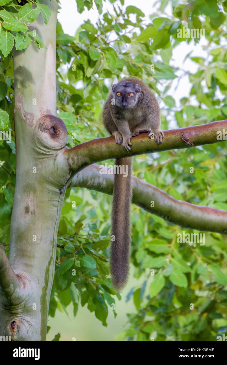 Le lémure brun arboricole à fronces blanches se réfugie dans un arbre. Banque D'Images