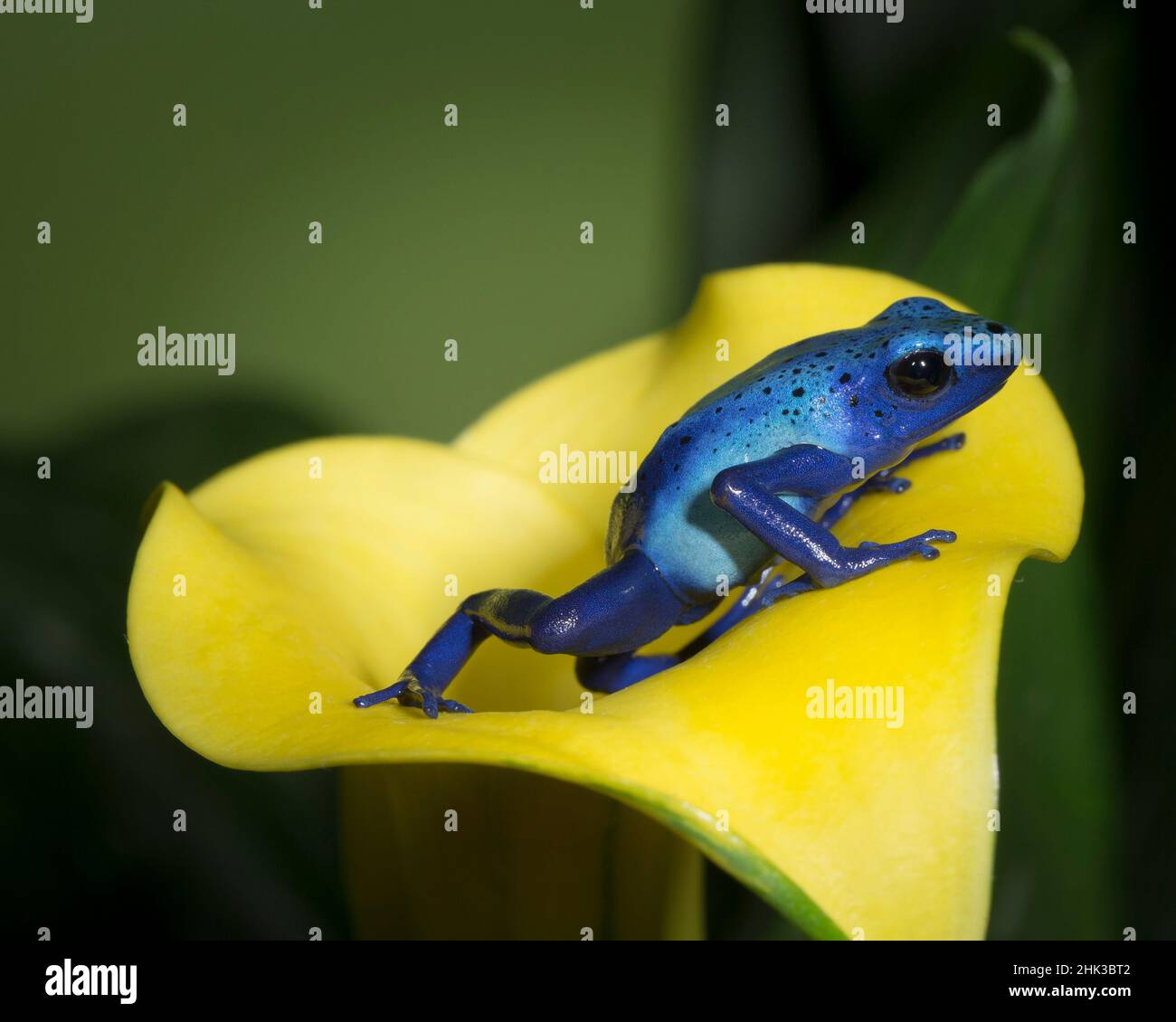 Grenouille de dart de poison bleu, grenouille de flèche de poison bleu, okopipi, Dendrobates tinctorius 'azureus', conditions contrôlées Banque D'Images