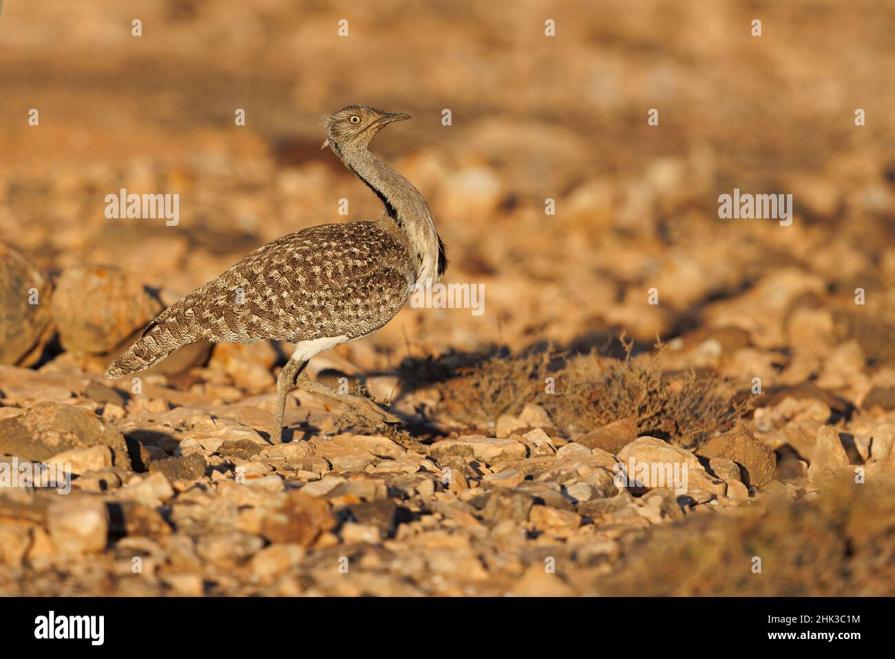 Houbara africaine, Llanos de Tindaya, Furteventura, Canarias, Espagne,Décembre 2021 Banque D'Images