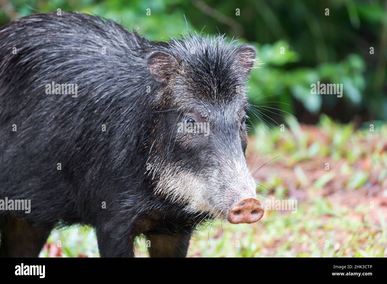 Amérique du Sud, Brésil, Mato Grosso do Sul, peccarie à lèvres blanches, Tayassu pecari. Portrait d'un peccaraire à lèvres blanches de sexe féminin. Banque D'Images