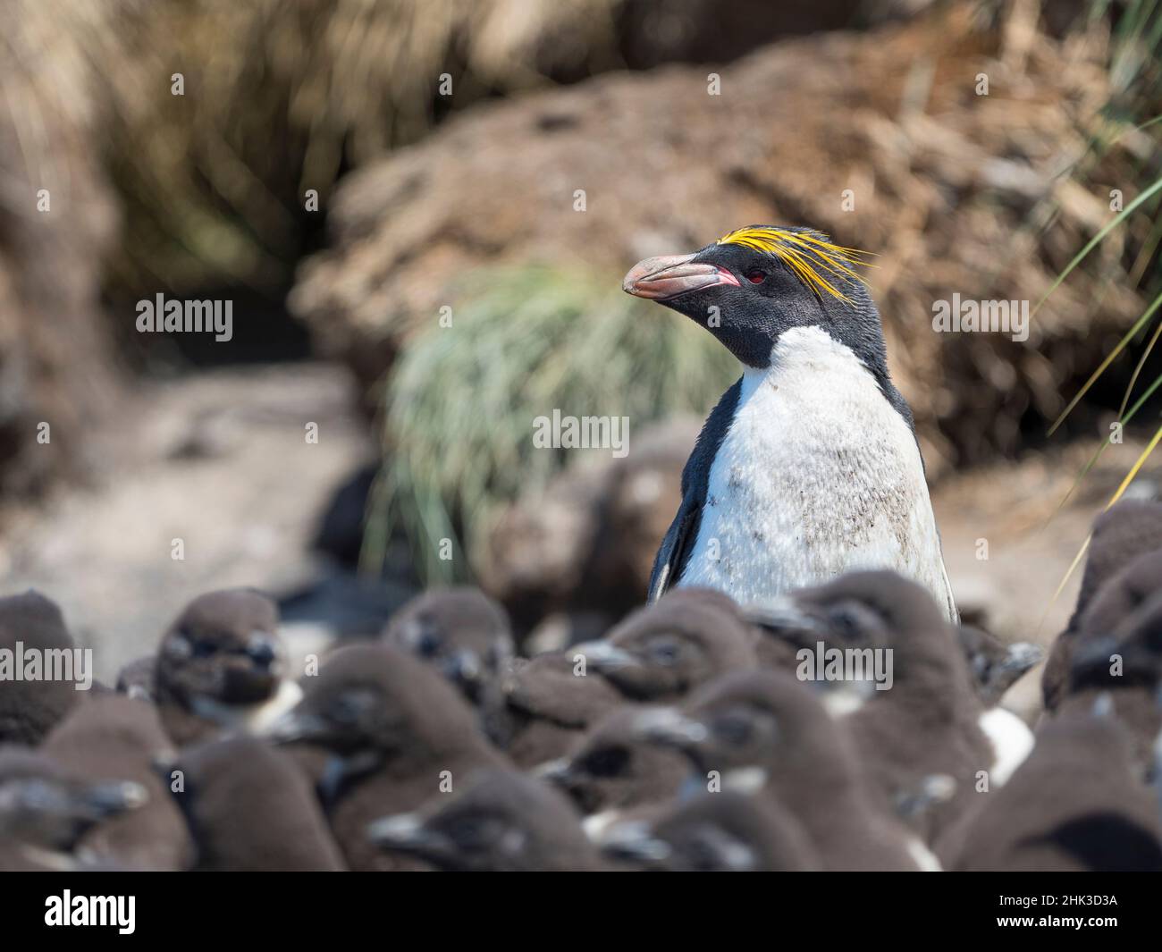 Manchot macaroni dans une colonie de pingouins de Rockhopper du sud sur l'île de Bleaker, îles Falkland. Banque D'Images