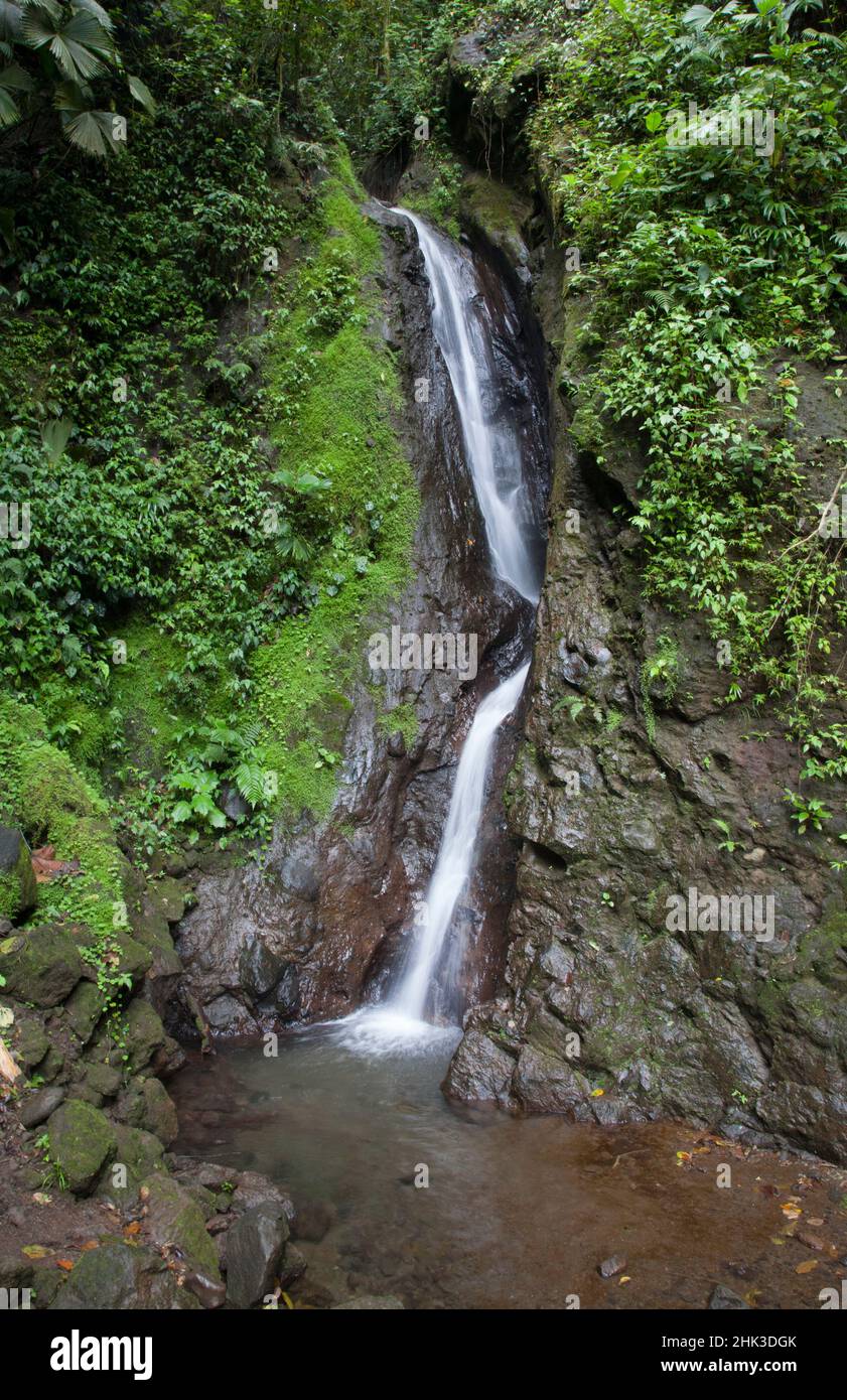 Cascade dans le parc Mistico Hanging Bridges, Costa Rica. Banque D'Images