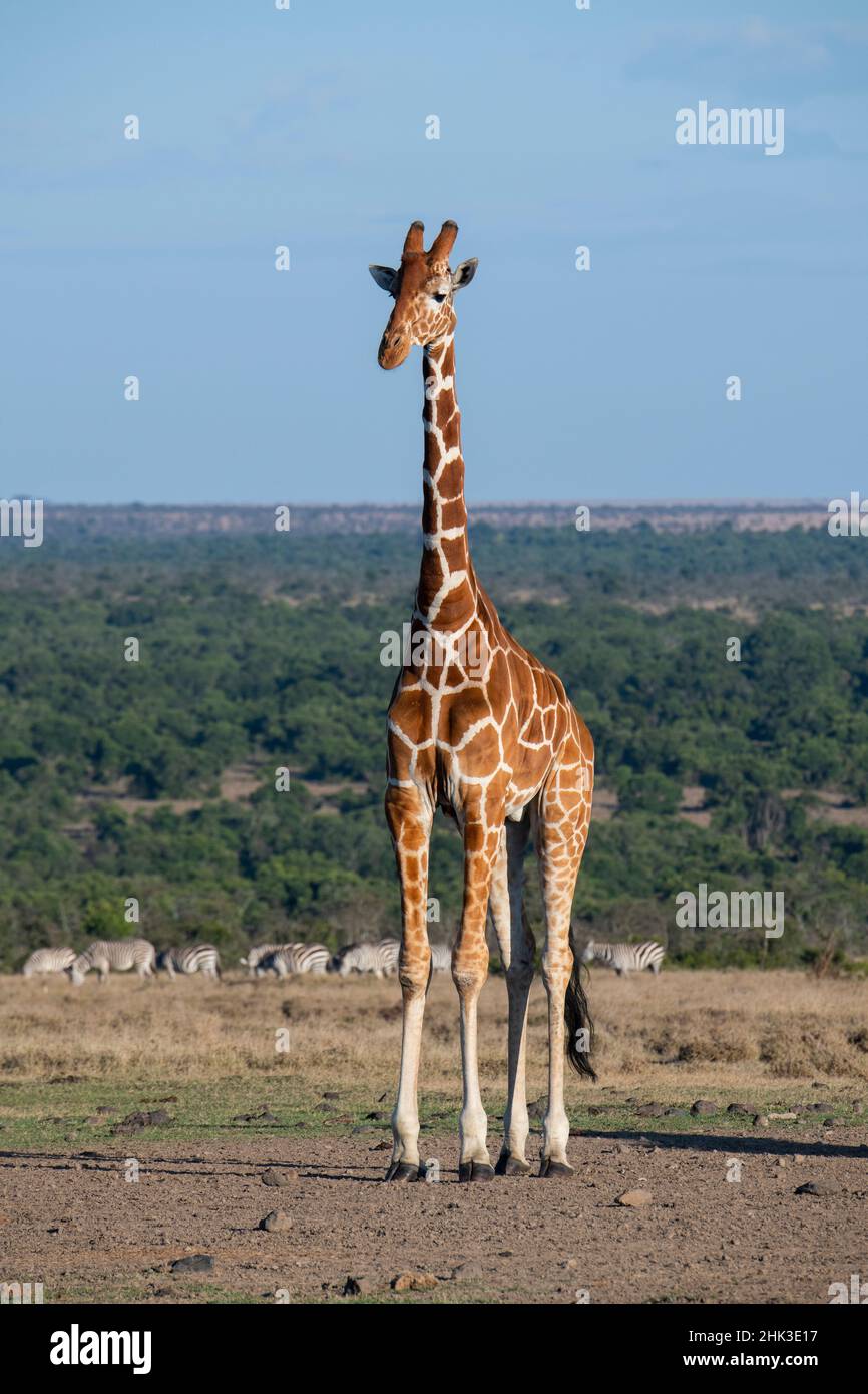Afrique, Kenya, OL Pejeta Conservancy.Girafe réticulée avec zèbre au loin. Banque D'Images