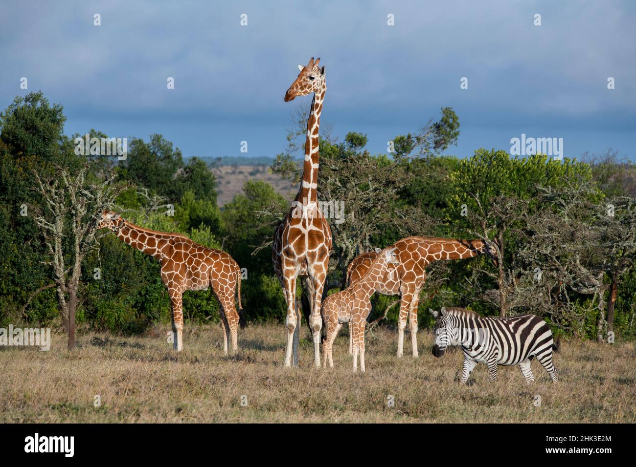 Afrique, Kenya, OL Pejeta Conservancy.Girafe réticulée, espèce en voie de disparition avec le zèbre de Bruchell (Equus burchellii). Banque D'Images