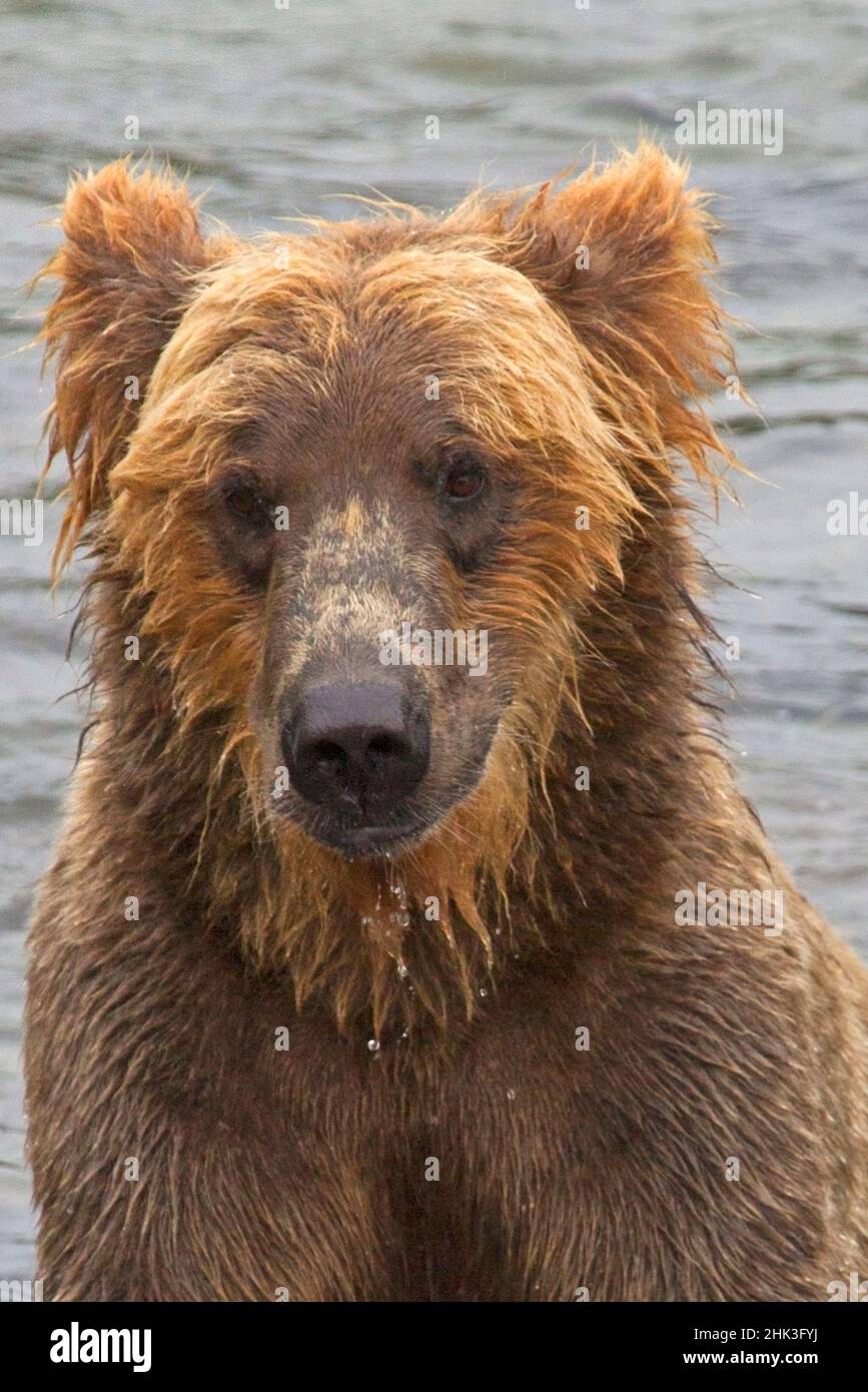 Etats-Unis, Alaska, Katmai. Visage humide de l'ours grizzli. Banque D'Images