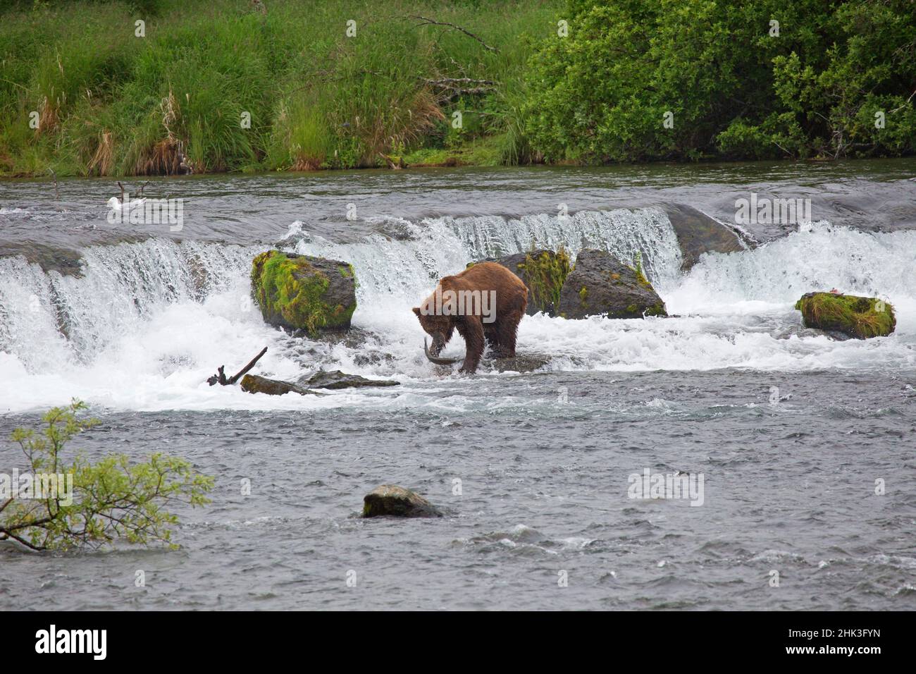 Etats-Unis, Alaska, Katmai. Ours de ville avec saumon aux chutes Brooks. Banque D'Images