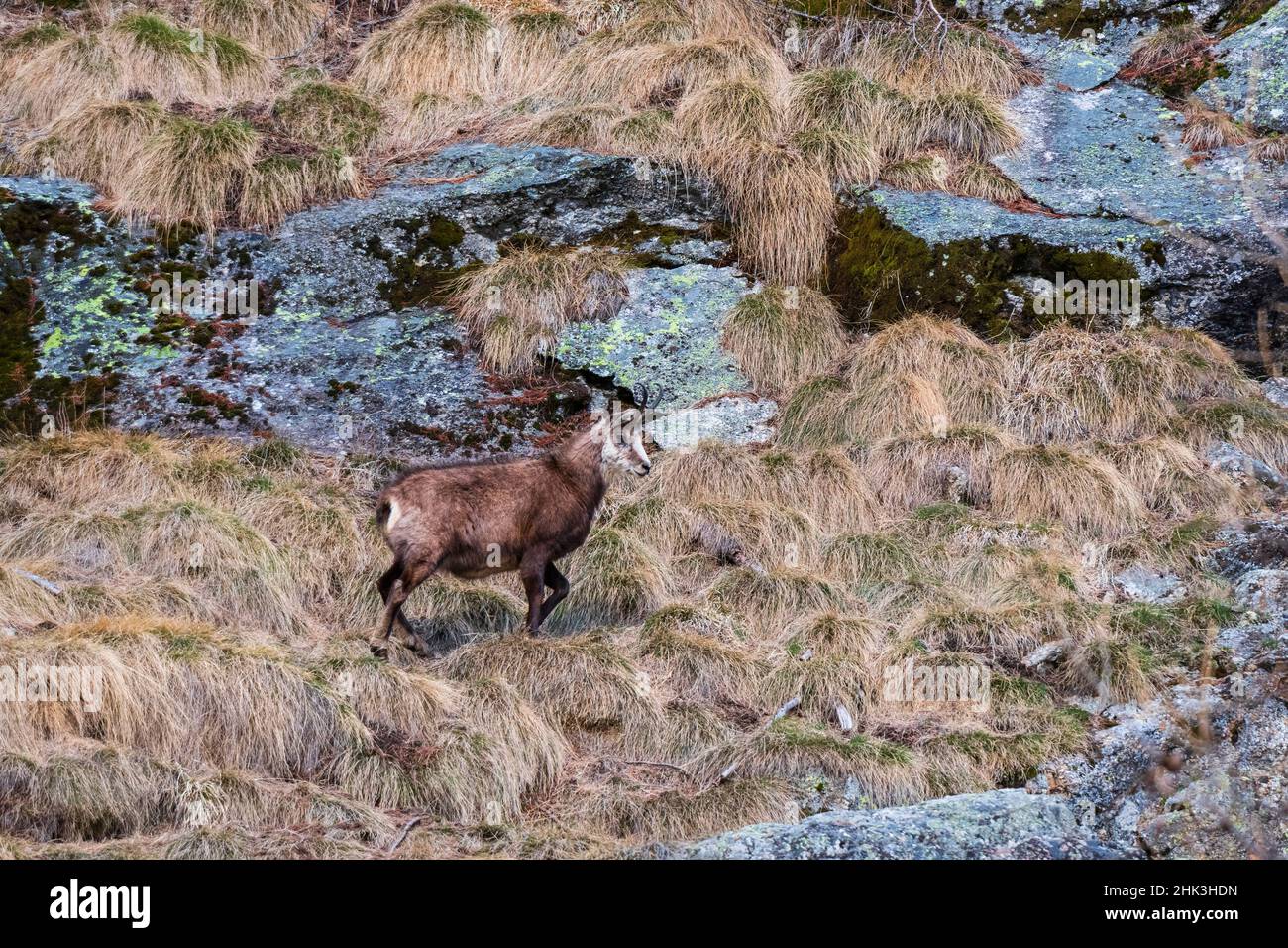 Chamois alpin (Rupicapra rupicapra), Valsavarenche, Parc national du Gran Paradiso, Vallée d'Aoste, Italie. Banque D'Images