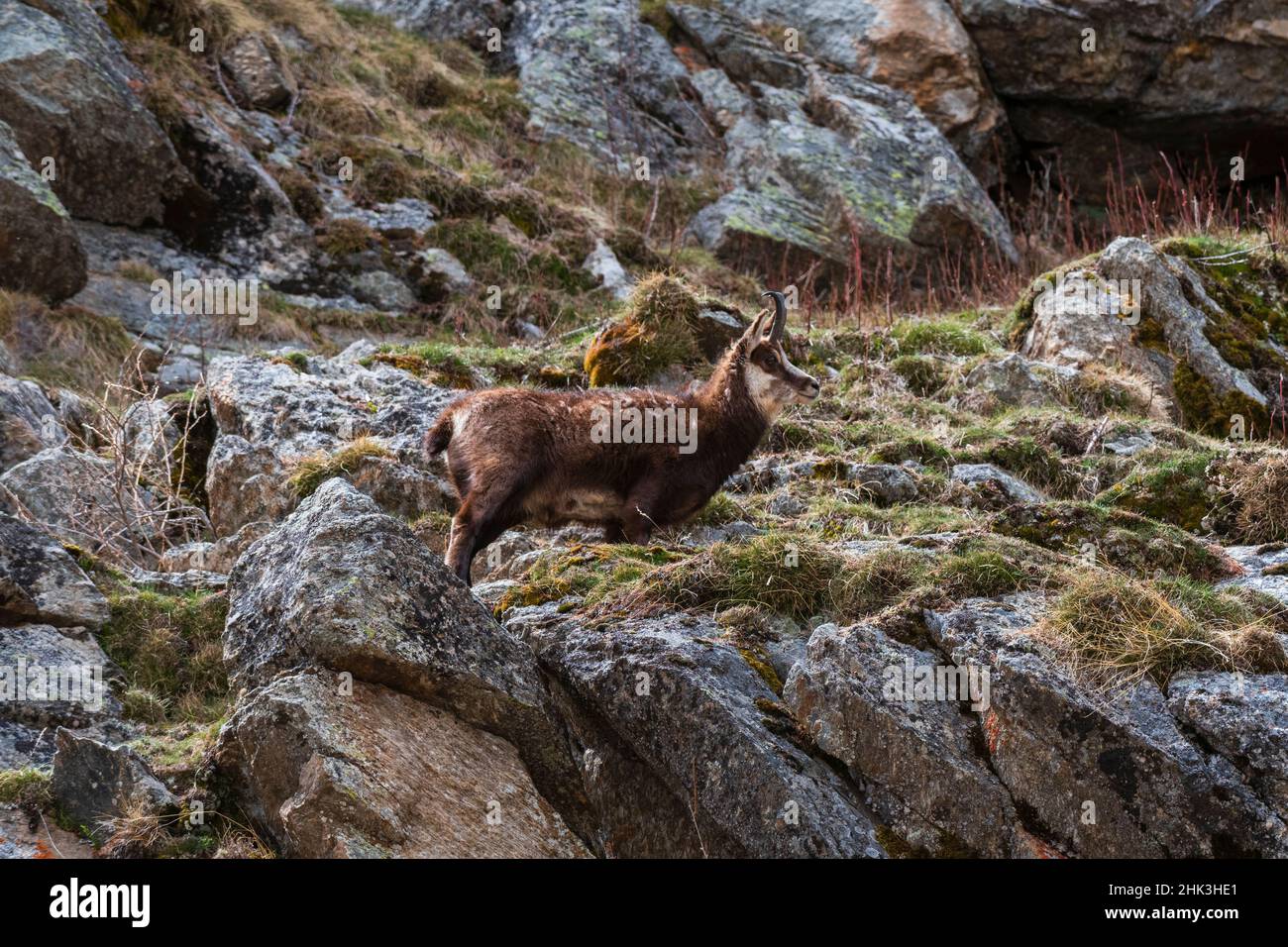 Chamois alpin (Rupicapra rupicapra), Valsavarenche, Parc national du Gran Paradiso, Vallée d'Aoste, Italie. Banque D'Images