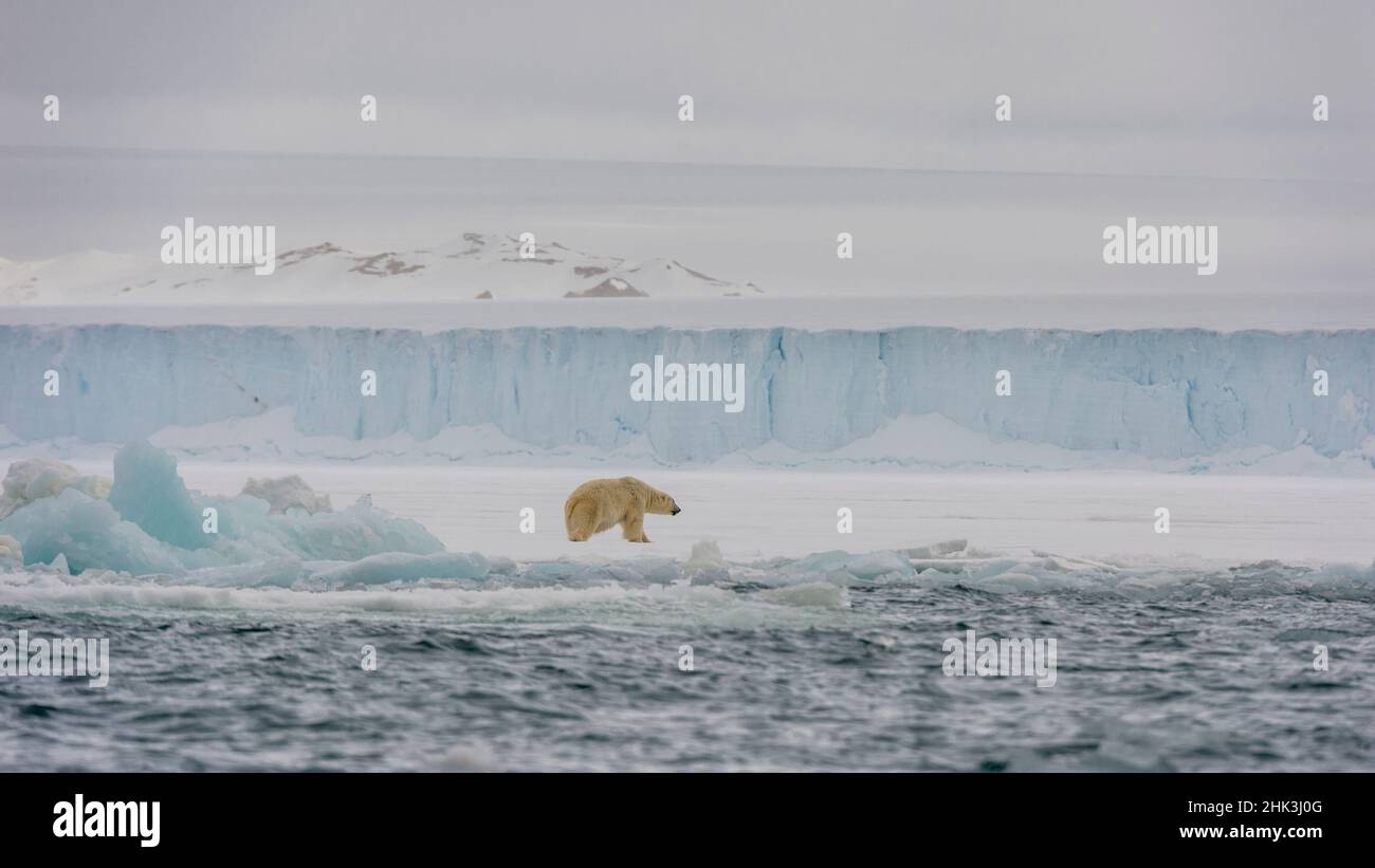 Ours polaire (Ursus maritimus) marchant le long de la bordure sud de la calotte glaciaire d'Austfonna, Norgaustlandet, Svalbard, Norvège. Banque D'Images