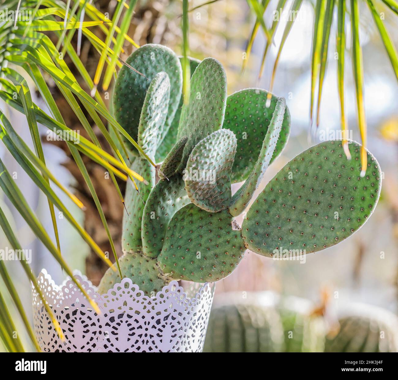 Polka dot Cactus (Opuntia microdasys) 'caresse' cultivé en pots à l'intérieur: Ce cactus n'a pas d'épines. Banque D'Images