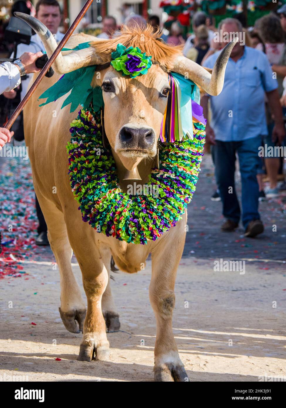 Portugal, Tomar.Des vaches aux couleurs vives rejoignent la parade pendant la Festa dos Tabuleiros, ou le Festival des plateaux. Banque D'Images