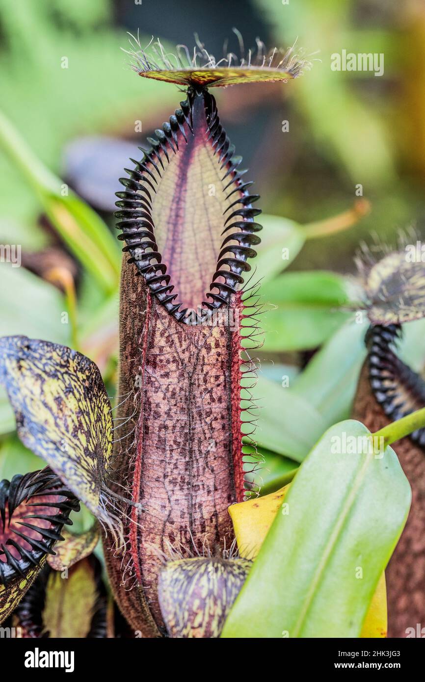 Sulawesi Nepenthes Urn (Nepenthes hamata, une plante carnivore bordée de noir. Banque D'Images