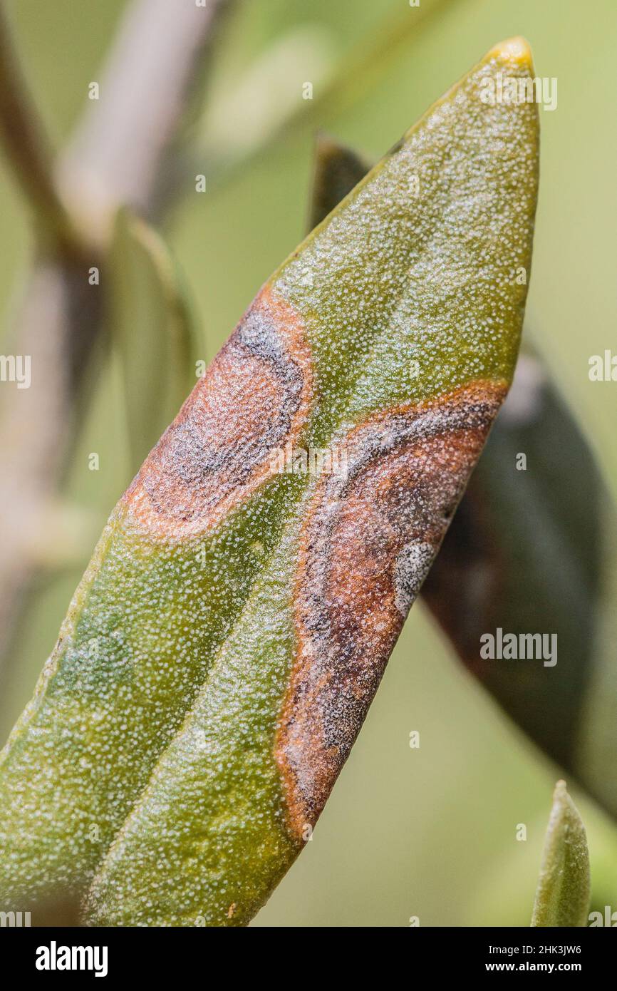 Symptôme de la tache foliaire de paon (Spilocaea oleagina) sur une feuille d'olive Banque D'Images