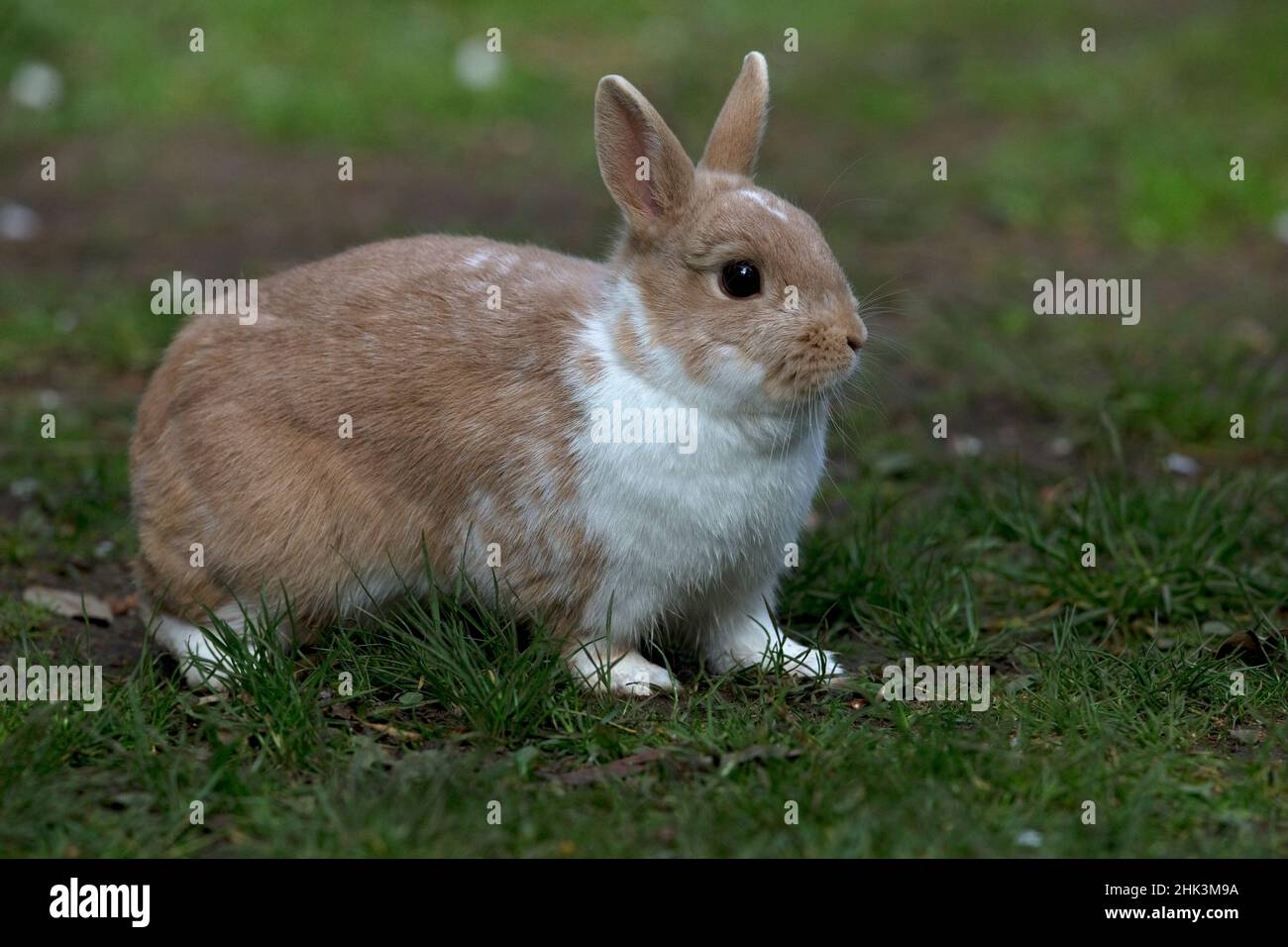 Lapins animaux pays-Bas Dwarf Banque D'Images