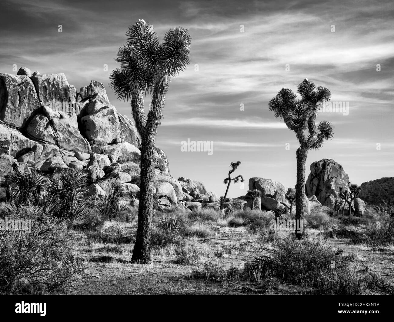 États-Unis, Californie, Parc national de Joshua Tree, Boulders et Joshua Tree (Yucca brevifolia) Banque D'Images