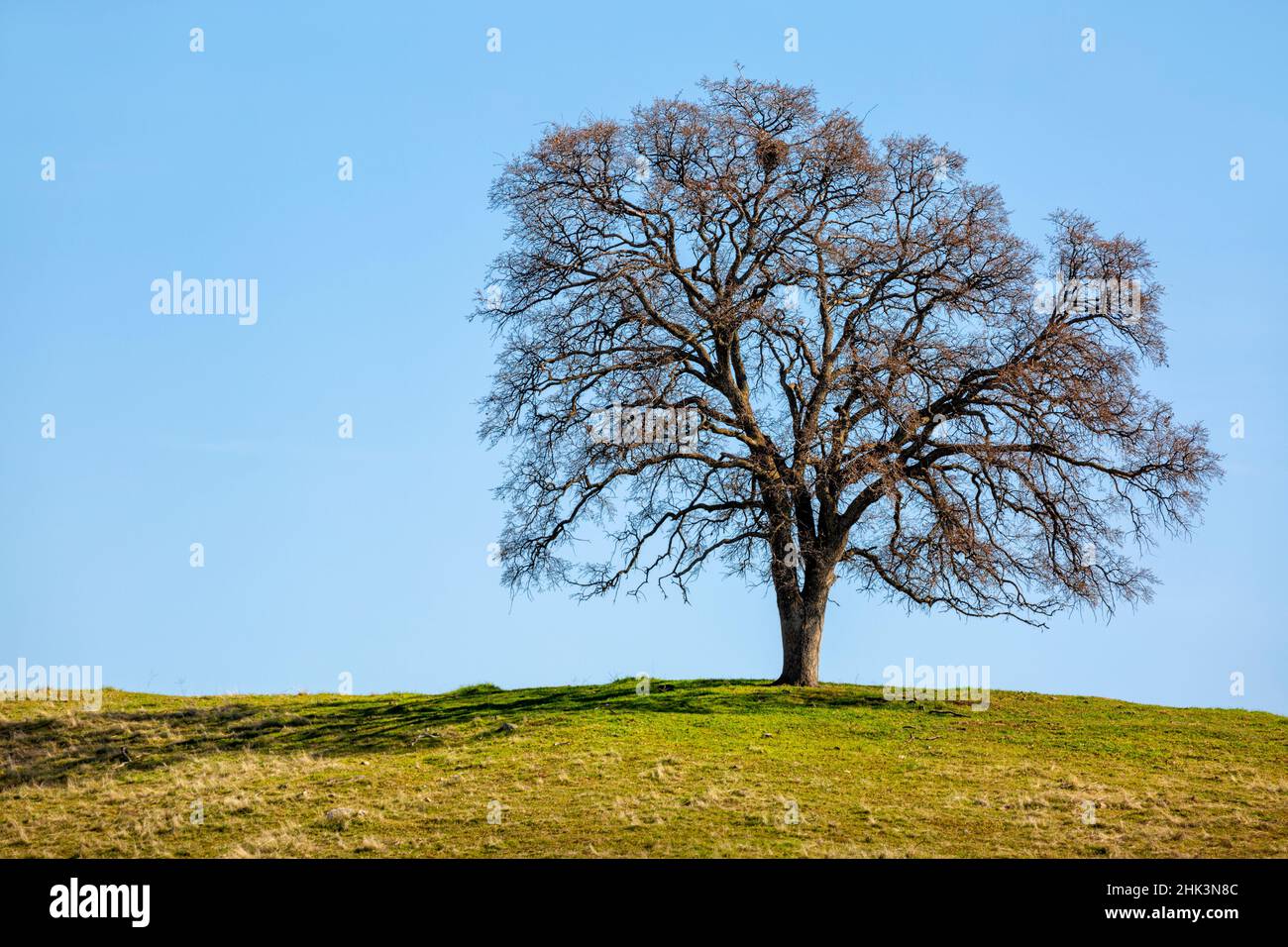 Etats-Unis, Californie, Madera County, Live Oak sur une colline Banque D'Images