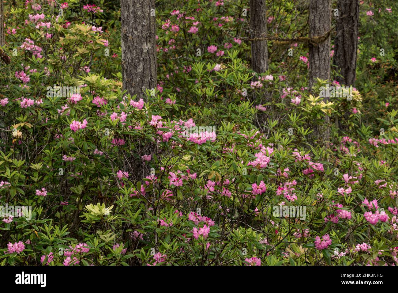 Rhododendron, Redwood National and State Park, Californie Banque D'Images
