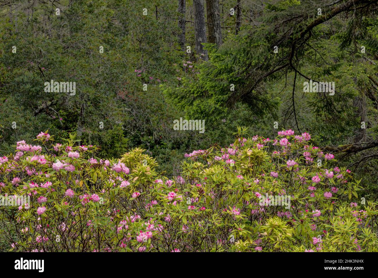 Rhododendron, Redwood National and State Park, Californie Banque D'Images